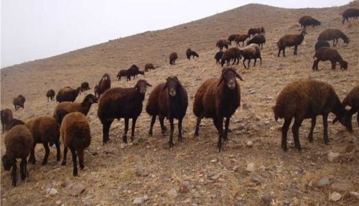 جایگاه موقت عرضه و ذبح بهداشتی دام در منطقه۲ برپا می‌شود