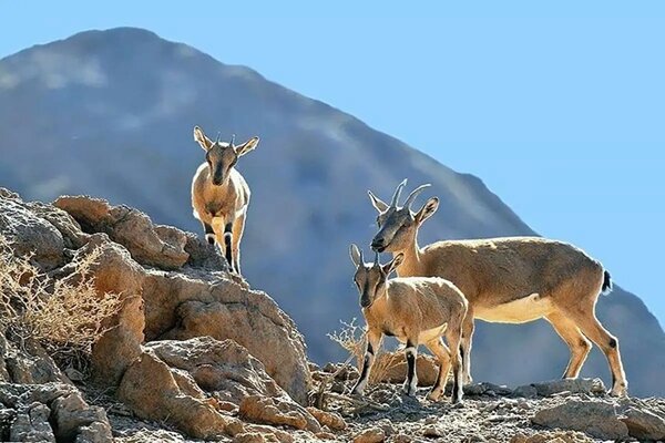 انجام ۶۰۰ هزار لیتر آبرسانی برای حیات وحش اردستان طی سه سال گذشته - خبرگزاری مهر | اخبار ایران و جهان