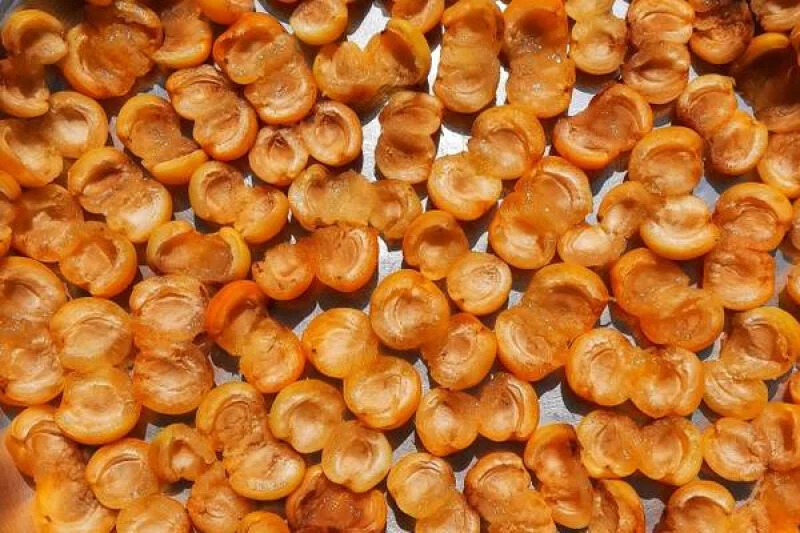 راهنمای کامل خشک کردن زردآلو: روش های علمی و سنتی برای تهیه قیسی خوشمزه در خانه