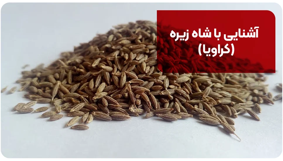 آشنایی با شاه زیره (کراویا)